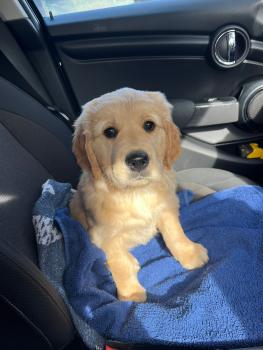 cuillin, Golden Retriever