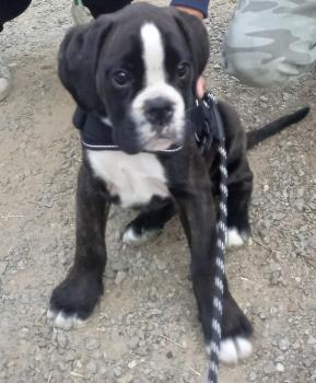 Véna, Boxer