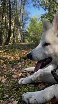 Richi, Berger Blanc Suisse