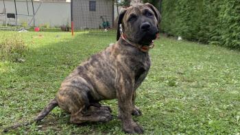 Vaho, Presa canario