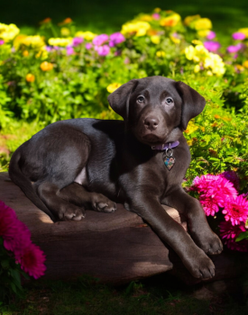 Rubí, Labrador Retriever