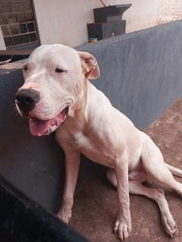 LOBO, Dogo Argentino