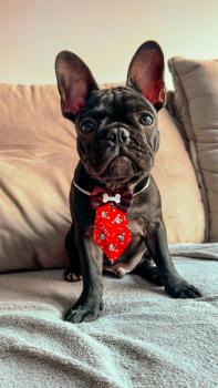 Bruce, French bulldog