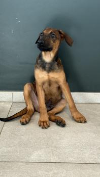 Pablo, Malinois Shepherd Dog