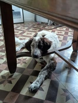 Sandro, Outros cães