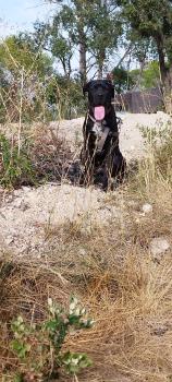 VADOR, Cane Corso