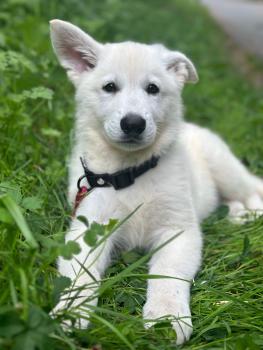 Vlad, Weißer Schweizer Schäferhund