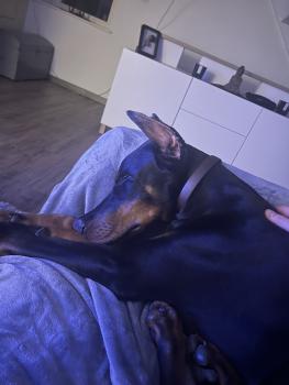 Hiro, Dobermann