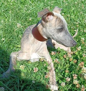 Coco, Galgo italiano