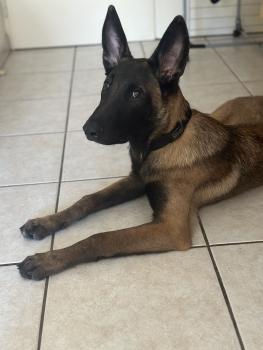 Venom, Malinois