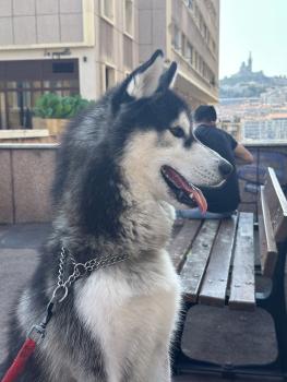 Raeken, Husky Siberiano