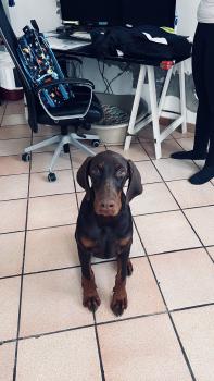 Amaretto, Dobermann