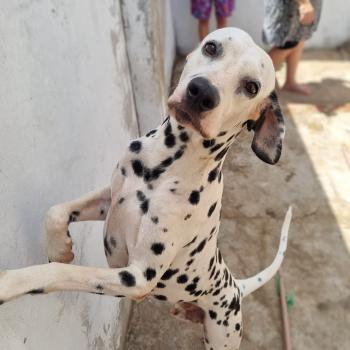 Pintado, Dalmatien