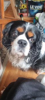 Richard, Cavalier King Charles