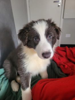 Ash, Border Collie