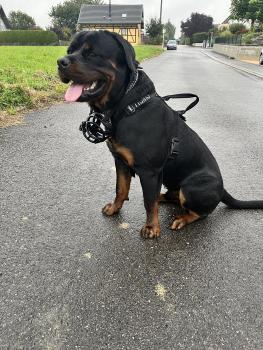 Valko, Rottweiler