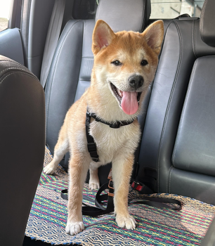 Yoshi, Shiba