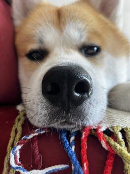 Chopper, Akita Inu