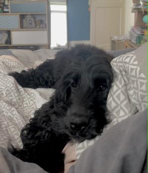 Happy, Englischer Cocker Spaniel