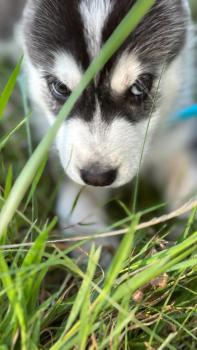 Storm, Siberian Husky