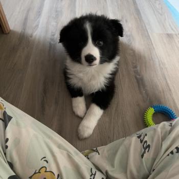 Chia, Border Collie