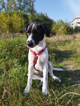 Lilith, Andere Hunde