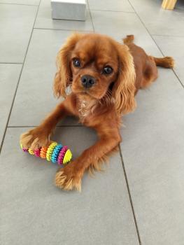 Vicka, Cavalier King Charles