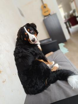 Odin, Bernese Cattle Dogs