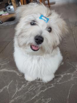 Samba, Coton de Tulear