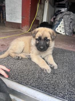 Victor, Perro Pastor Alemán