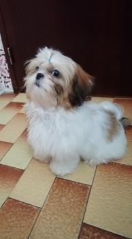 Minnie, Shih Tzu