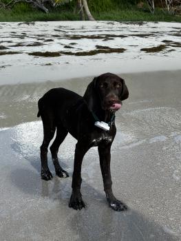 Voltaire, German Shorthaired Pointer