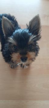 Mochi, Yorkshire Terrier