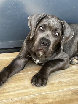 Verratti, Cane Corso