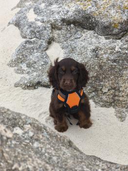 Viggo, Cocker Spaniel