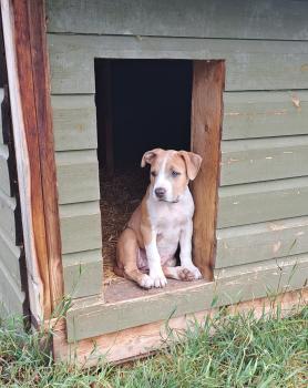 Piper, American Staffordshire Terrier