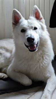 Unix, Berger Blanc Suisse