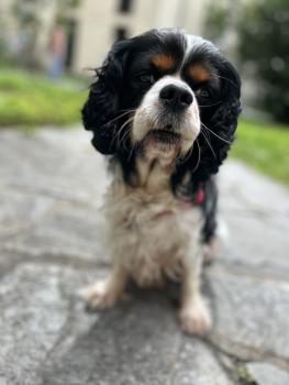 Richard, Cavalier King Charles spaniel