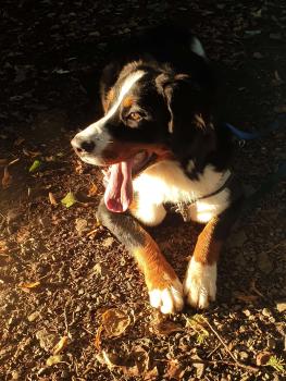 twix, Bernese Cattle Dogs