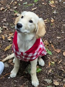 Zoé, Golden Retriever