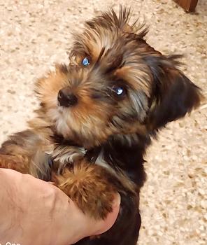 Mardoqueo, Yorkshire Terrier