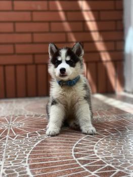 POLO, Malamute do Alasca