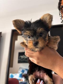 Mafia, Yorkshire Terrier