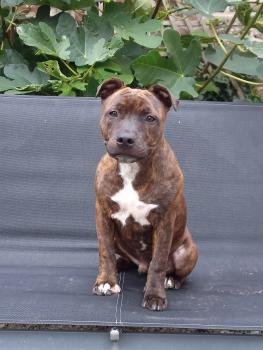 Anakin, Staffordshire Bullterrier