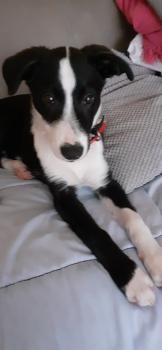 Vicky, Border Collie