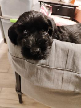 Daphne, Giant Schnauzer