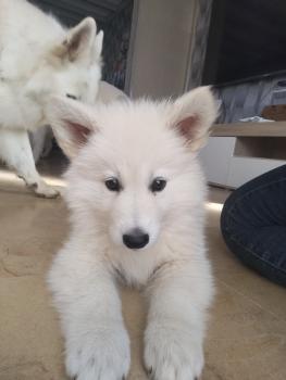 Vénus, White swiss Shepherd Dog