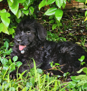 Viggo da Boa Barba, Riesenschnauzer