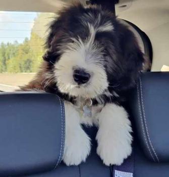 Logi, Bearded Collie