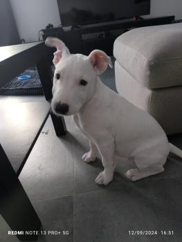 Stella, Bullterrier